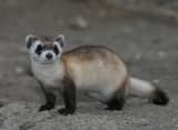 Black-footed Ferret (Mustela nigripes)