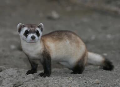 Black-footed Ferret (Mustela nigripes)