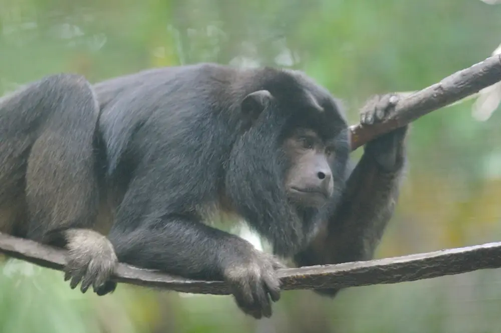 Black Howler Monkey