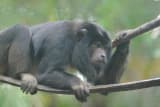 Black Howler Monkey (Alouatta caraya)