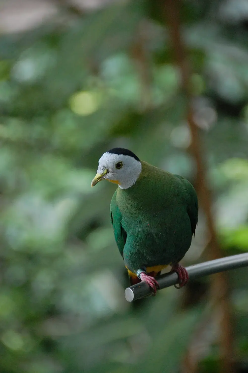 Black-naped Fruit Dove (Ptilinopus melanospilus)