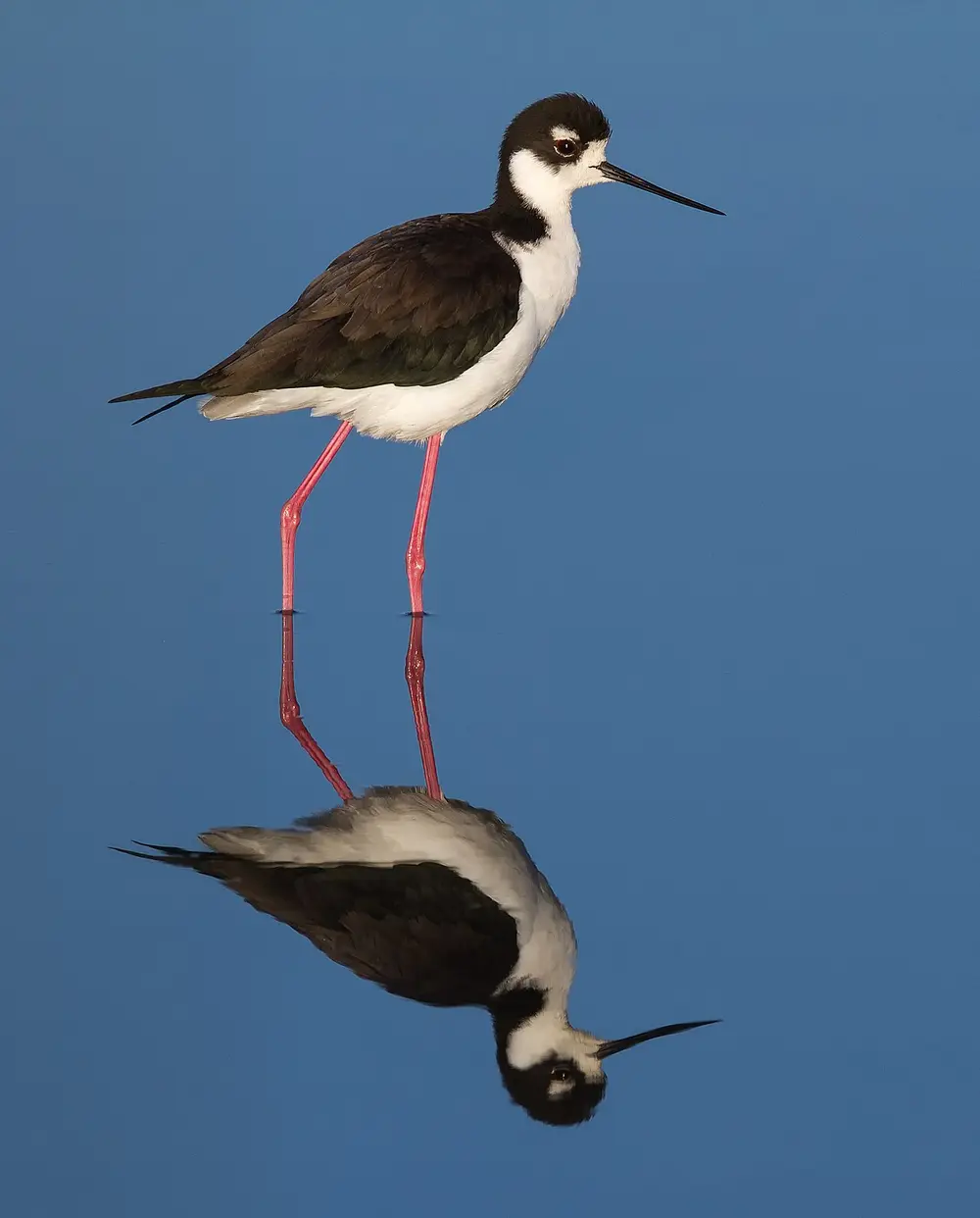 Black-necked Stilt