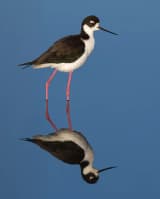 Black-necked Stilt (Himantopus mexicanus)
