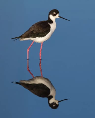 Black-necked Stilt (Himantopus mexicanus)