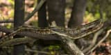Black Rat Snake (Pantherophis obsoletus)
