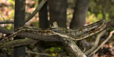 Black Rat Snake (Pantherophis obsoletus)