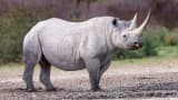 Black Rhinoceros (Diceros bicornis)