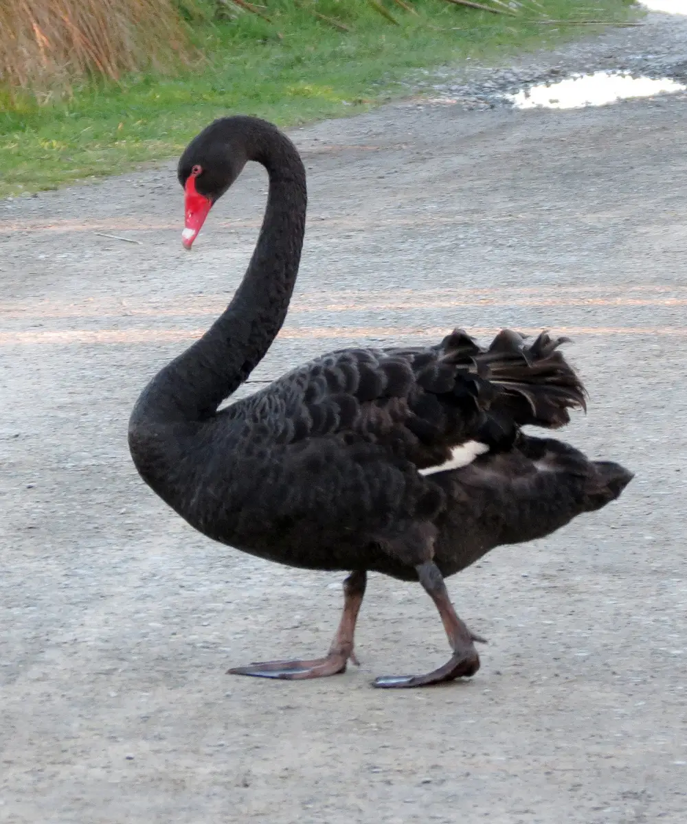 Black Swan (Cygnus atratus)