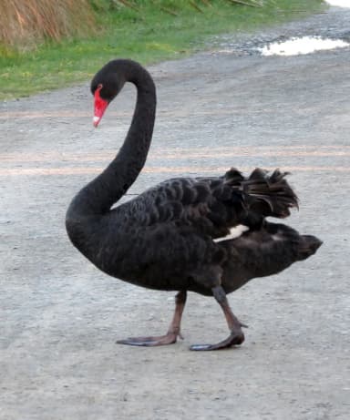 Black Swan (Cygnus atratus)
