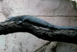 Black Tree Monitor (Varanus beccarii)