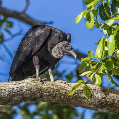 Black Vulture (Coragyps atratus)