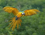 Blue-and-gold Macaw (Ara ararauna)
