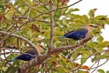 Blue-bellied Roller (Coracias cyanogaster)