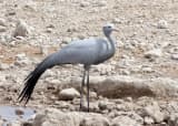 Blue Crane (Grus paradisea)
