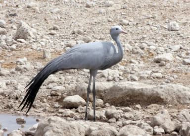 Blue Crane (Grus paradisea)