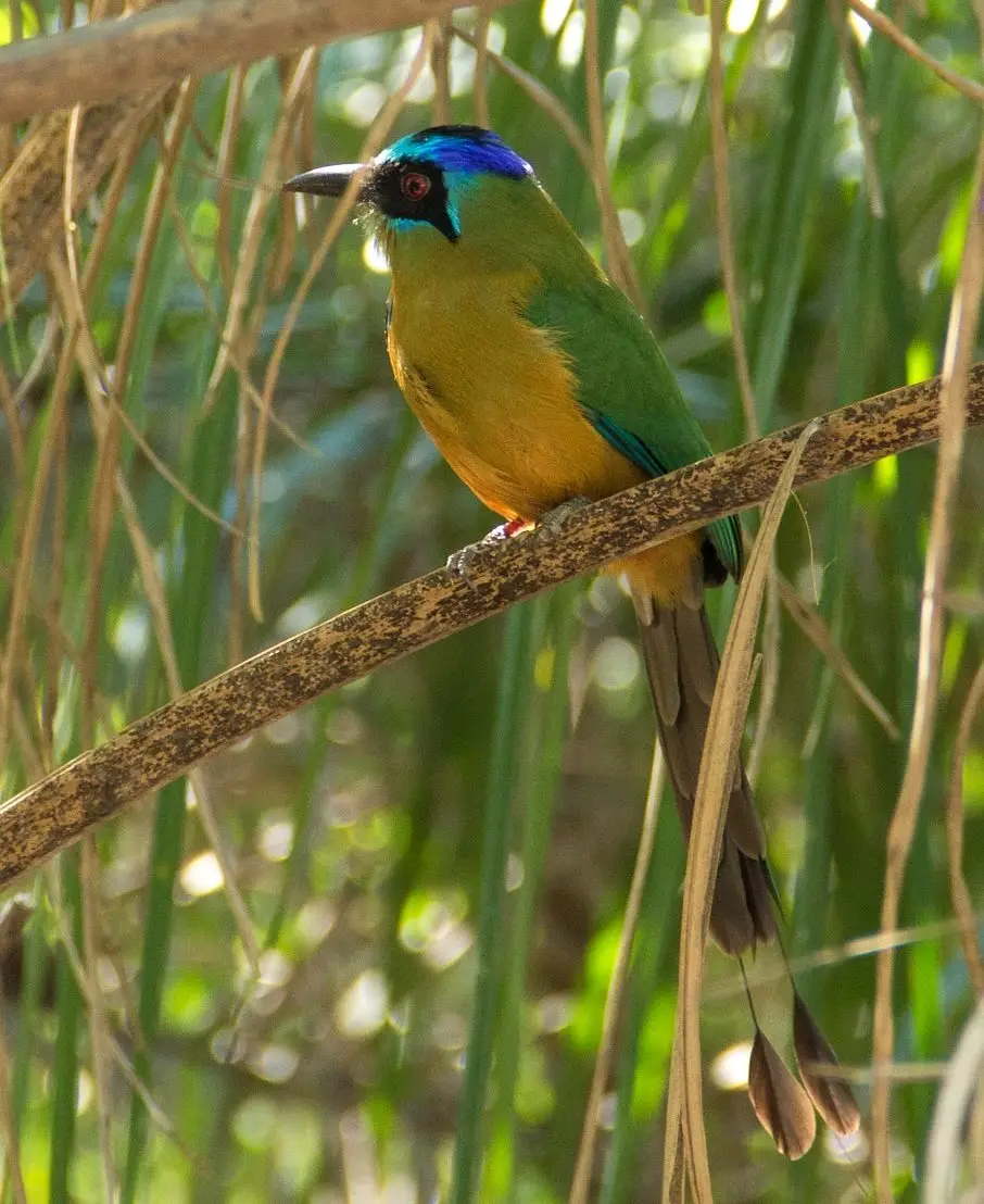 Blue-crowned Motmot