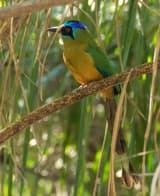 Blue-crowned Motmot (Momotus momota)