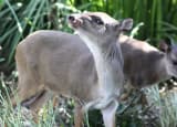 Blue Duiker (Philantomba monticola)