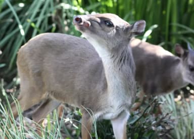 Blue Duiker (Philantomba monticola)