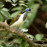 Blue-faced Honeyeater (Entomyzon cyanotis)