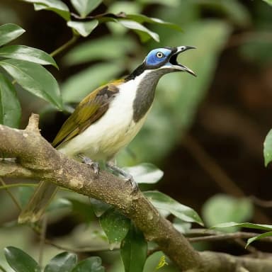 Blue-faced Honeyeater (Entomyzon cyanotis)