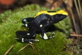 Blue Poison Dart Frog (Dendrobates tinctorius)