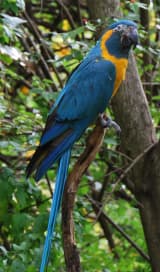 Blue-throated Macaw (Ara glaucogularis)