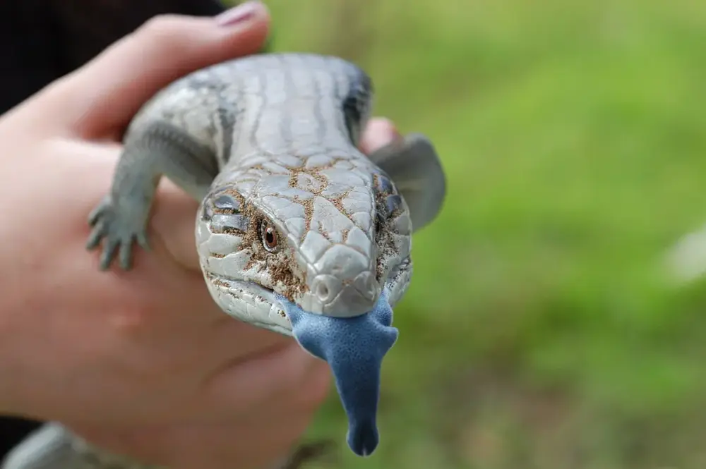 Blue-tongued Skink (Tiliqua scincoides)