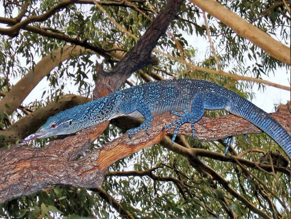 Blue Tree Monitor (Varanus macraei)