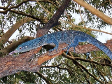 Blue Tree Monitor (Varanus macraei)