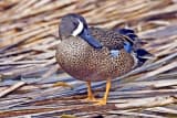 Blue-winged Teal (Spatula discors)