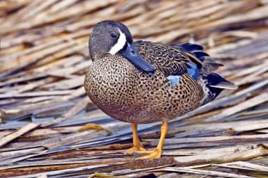 Blue-winged Teal (Spatula discors)