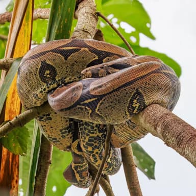 Boa Constrictor (Boa constrictor)