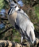 Boat-billed Heron (Cochlearius cochlearius)