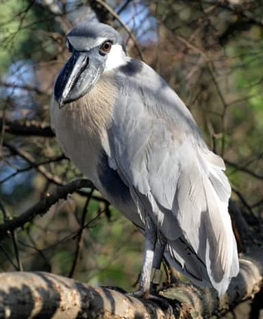 Boat-billed Heron (Cochlearius cochlearius)