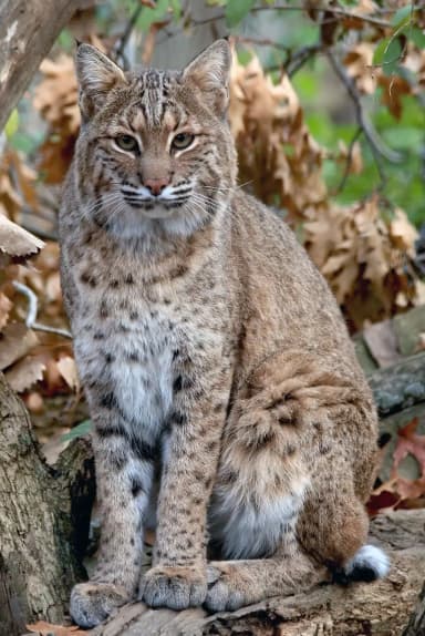 Bobcat (Lynx rufus)