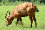 Bongo (Tragelaphus eurycerus)