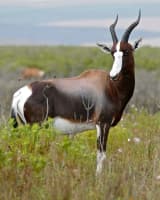 Bontebok (Damaliscus pygargus pygargus)