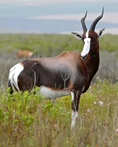 Bontebok (Damaliscus pygargus pygargus)