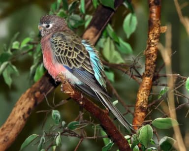 Bourke's Parrot (Neopsephotus bourkii)