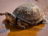 Box Turtle (Terrapene)