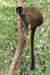 Brown Lemur (Eulemur fulvus)