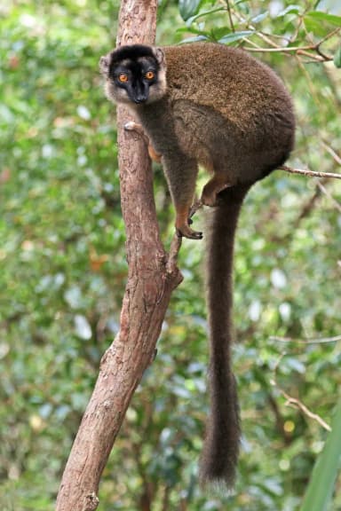 Brown Lemur (Eulemur fulvus)
