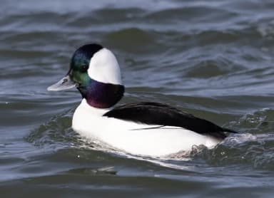 Bufflehead (Bucephala albeola)