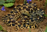 Bullsnake (Pituophis catenifer sayi)