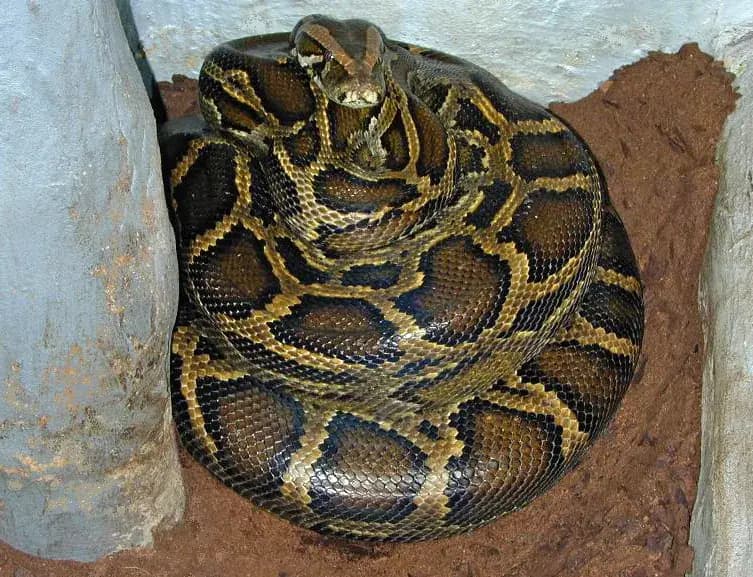 Burmese Python (Python bivittatus)