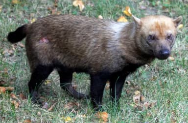 Bush Dog (Speothos venaticus)