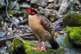 Cabot's Tragopan (Tragopan caboti)