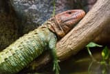 Caiman Lizard (Dracaena guianensis)