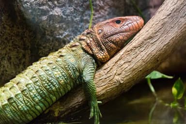 Caiman Lizard (Dracaena guianensis)